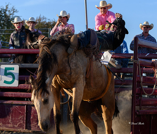 Hamel Rodeo-9