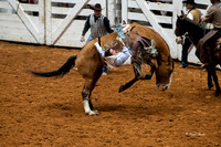 Stock Show 2019-26