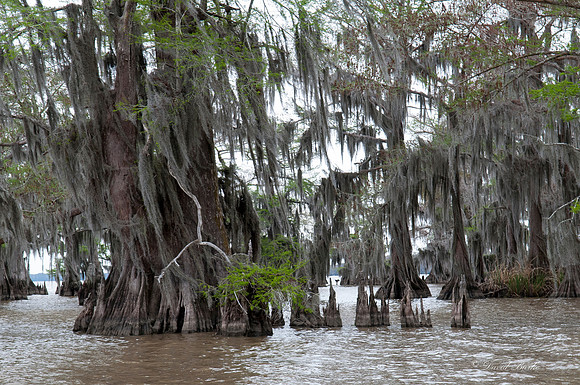 Swamp -62