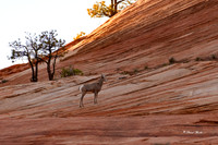 Zion NP Oct 2020-18-Edit