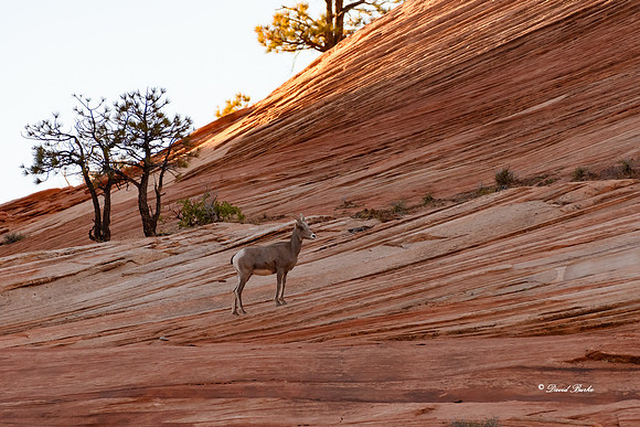 Zion NP Oct 2020-18-Edit