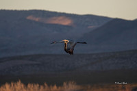 Bosque del Apache 2019-20b