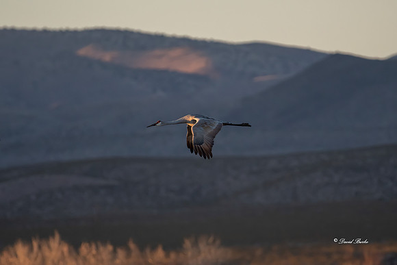 Bosque del Apache 2019-20b