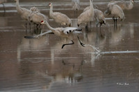 Bosque del Apache 2019-49b