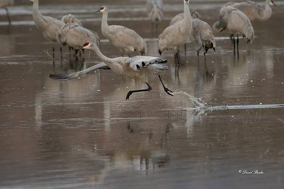 Bosque del Apache 2019-49b