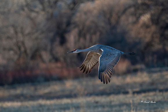 Bosque del Apache 2019-3
