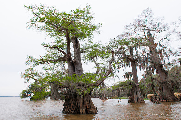 Swamp -41