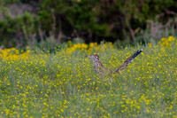 Fossil Rim-83