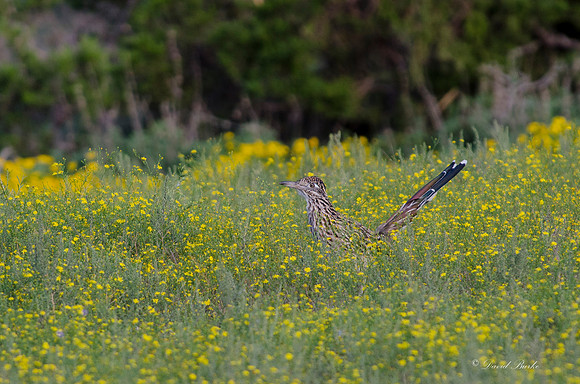 Fossil Rim-83