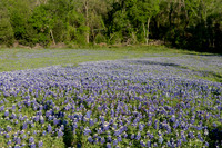 Bluebonnets - Ennis 2014-63