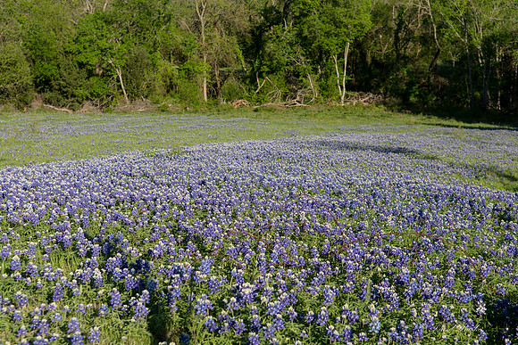 Bluebonnets - Ennis 2014-63