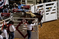 Stock Show 1-27-17-47