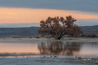 Bosque del Apache 2019-37