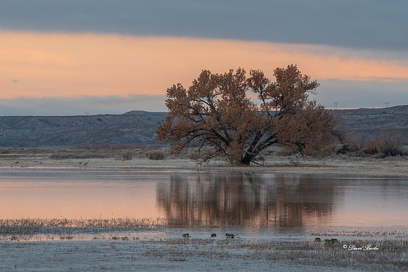 Bosque del Apache 2019-37