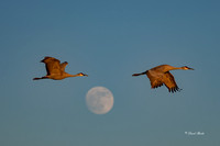 Bosque del Apache 2019-16b