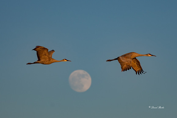 Bosque del Apache 2019-16b