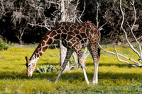 Fossil Rim-115