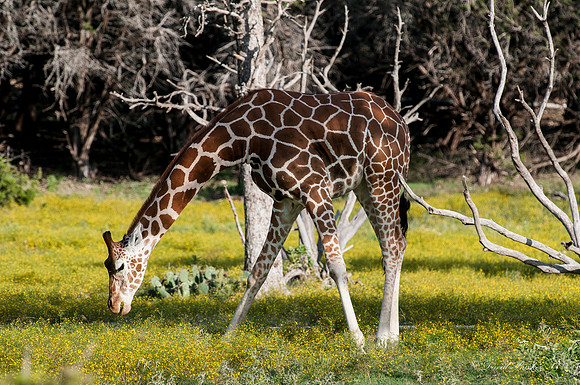 Fossil Rim-115