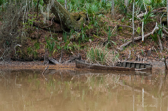 Swamp -19