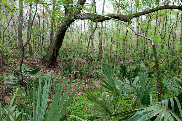 Swamp -24