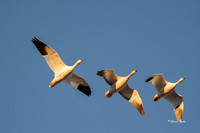 Bosque del Apache 2019-17