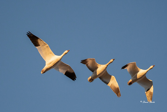 Bosque del Apache 2019-17