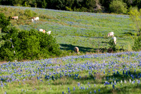 Bluebonnets - Ennis 2014-4