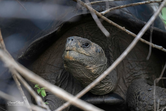 Galapagos Islands 2025-7-Edit