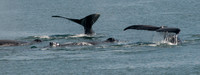 Whale Watching-77