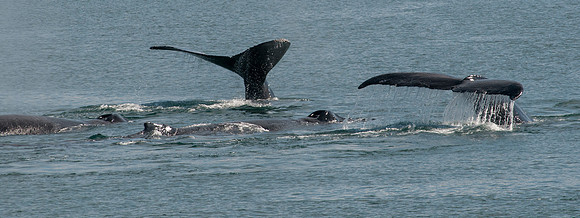 Whale Watching-77