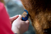 Stock Show 2019-6