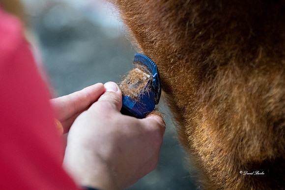 Stock Show 2019-6