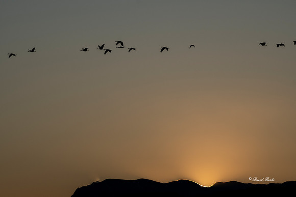 Bosque del Apache 2019-23