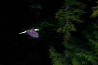 Eagle and Totem Tour-17