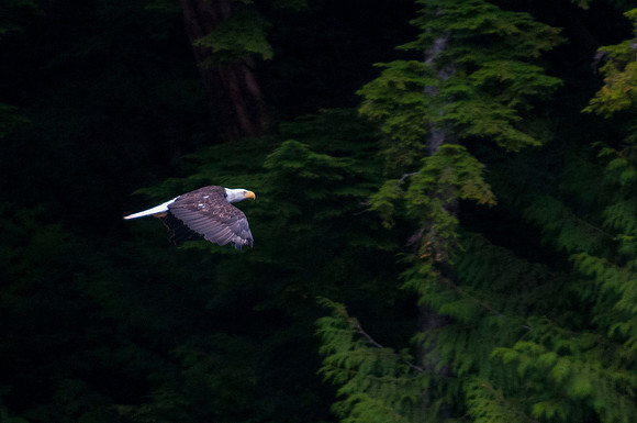 Eagle and Totem Tour-17