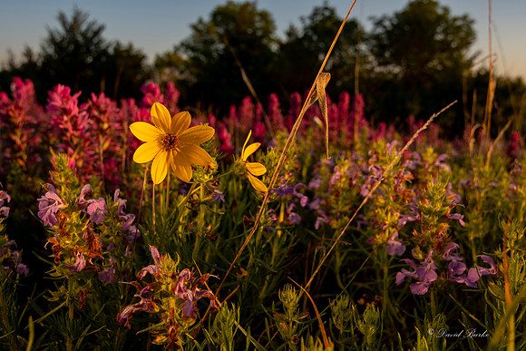 Tandy Hills 4-24-18-12