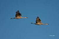 Bosque del Apache 2019-12b