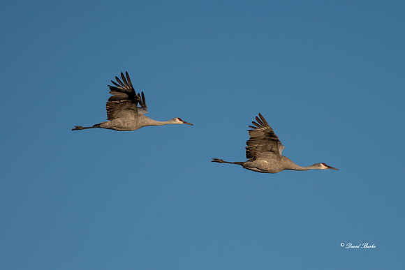 Bosque del Apache 2019-12b