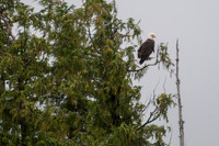 Eagle and Totem Tour-7