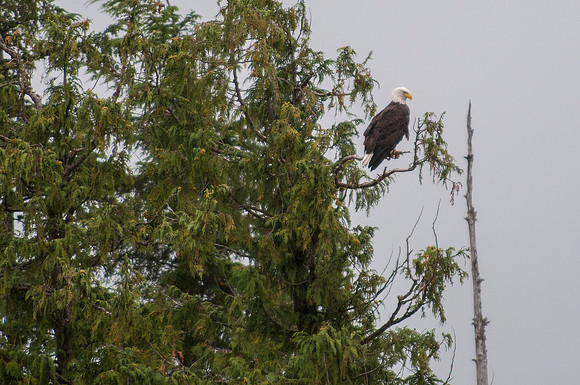 Eagle and Totem Tour-7