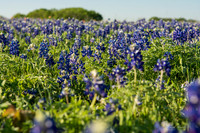 Bluebonnets - Ennis 2014-46