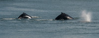 Whale Watching-65