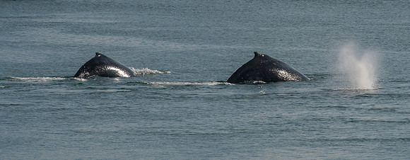 Whale Watching-65