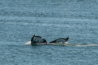 Whale Watching-58