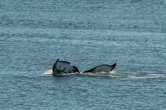 Whale Watching-58