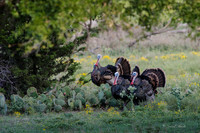 Fossil Rim-86
