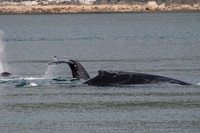 Whale Watching-20