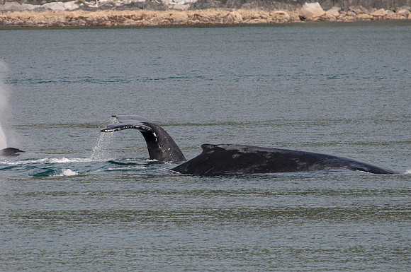 Whale Watching-20
