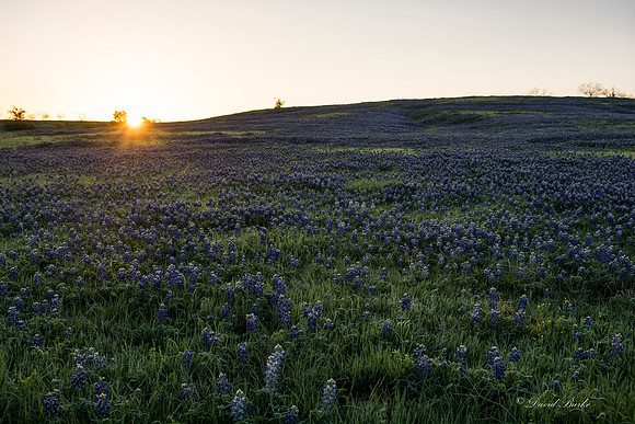 Bluebonnets - Ennis 2014-13