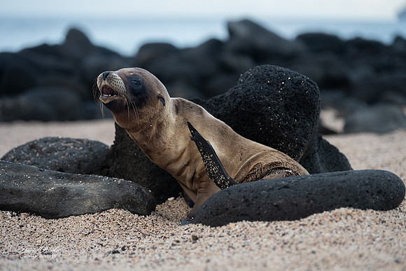 Galapagos Islands 2025-54